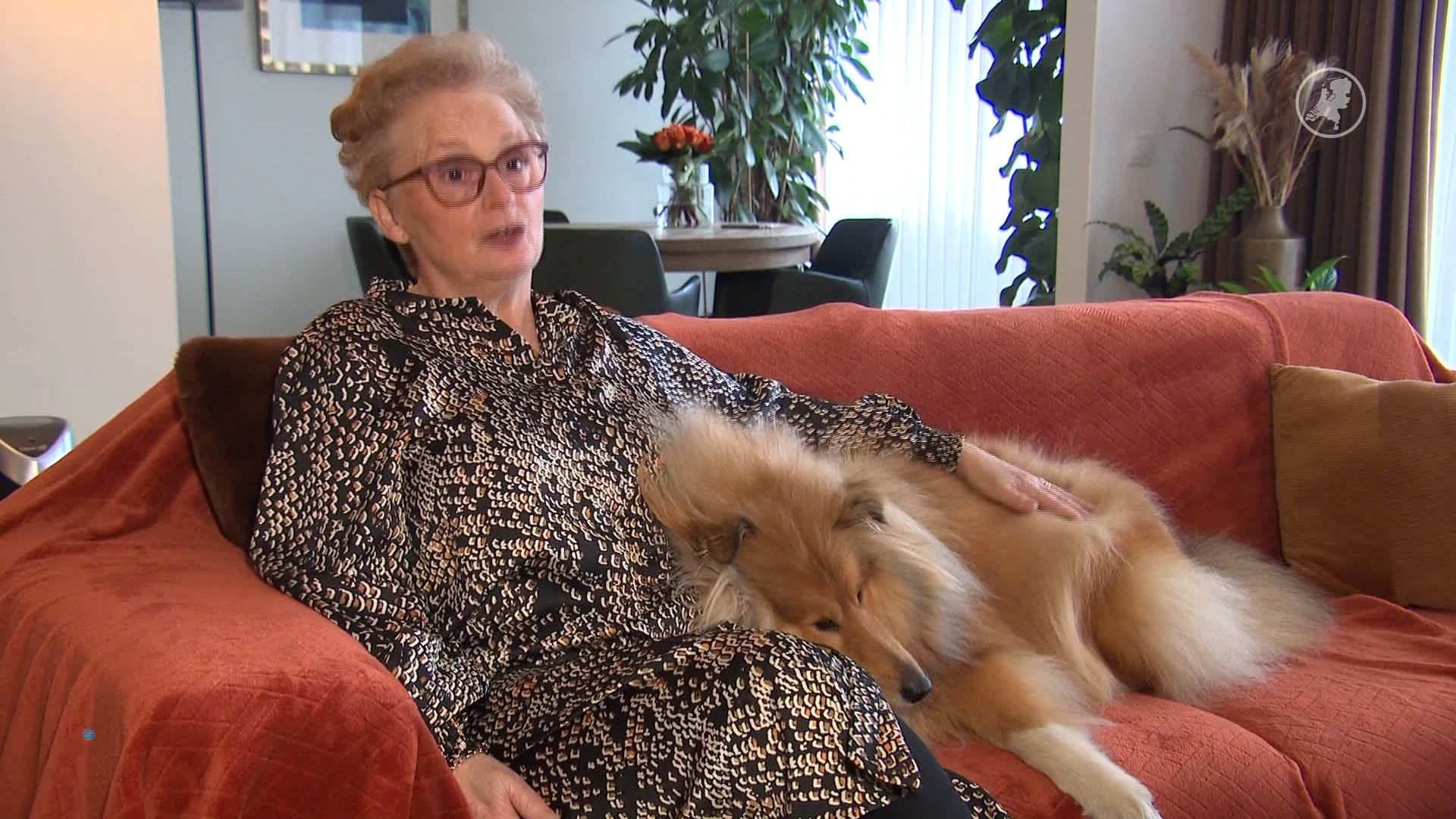 Hondje Zivah schrok van vuurwerk en was dagenlang vermist