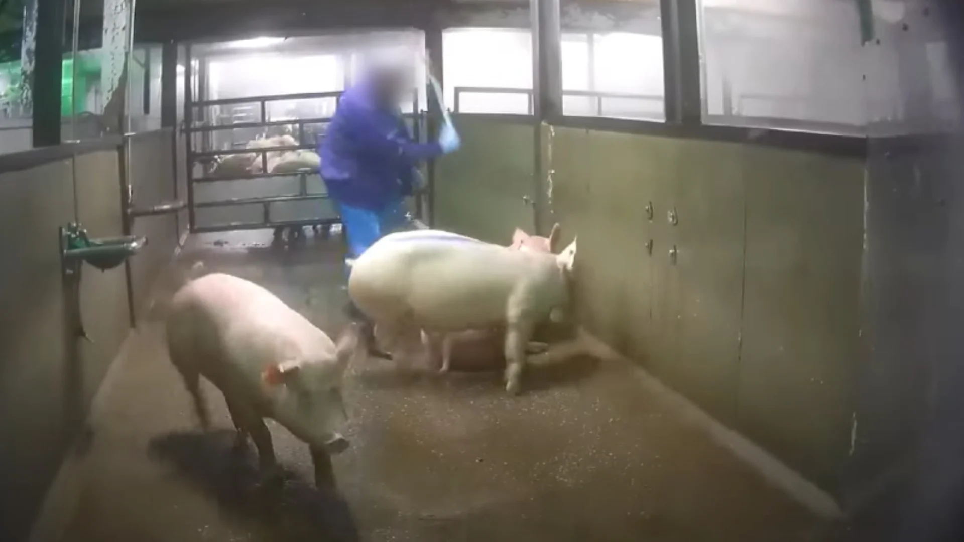 Slachterij Gosschalk in Epe mag weer open