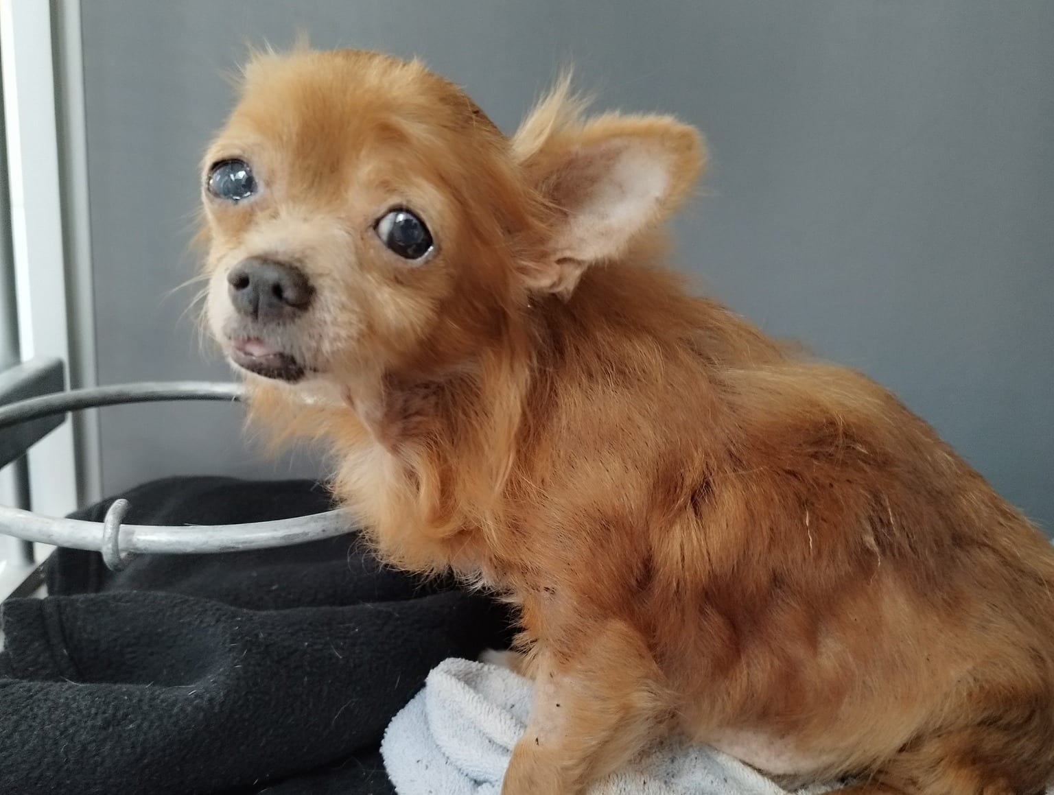 Hondje Muppet ernstig verwaarloosd op straat gedumpt: 'Kan van ellende niet meer op pootjes staan'