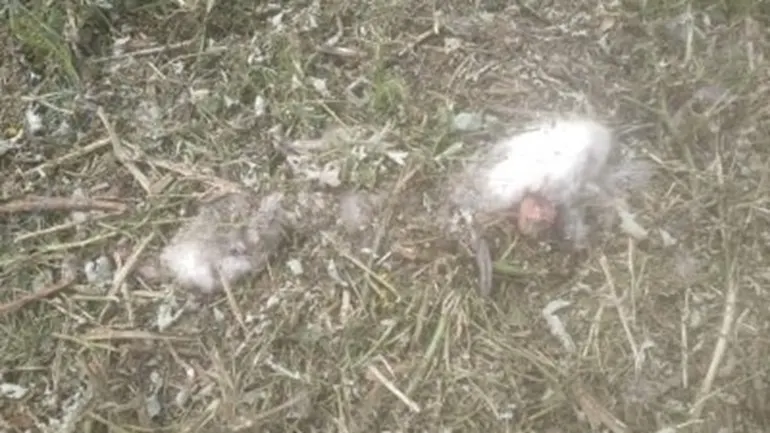 Grasmaaier versnippert hele kolonie meeuwenjongen in Vlissingen: 'Een bloedbad'