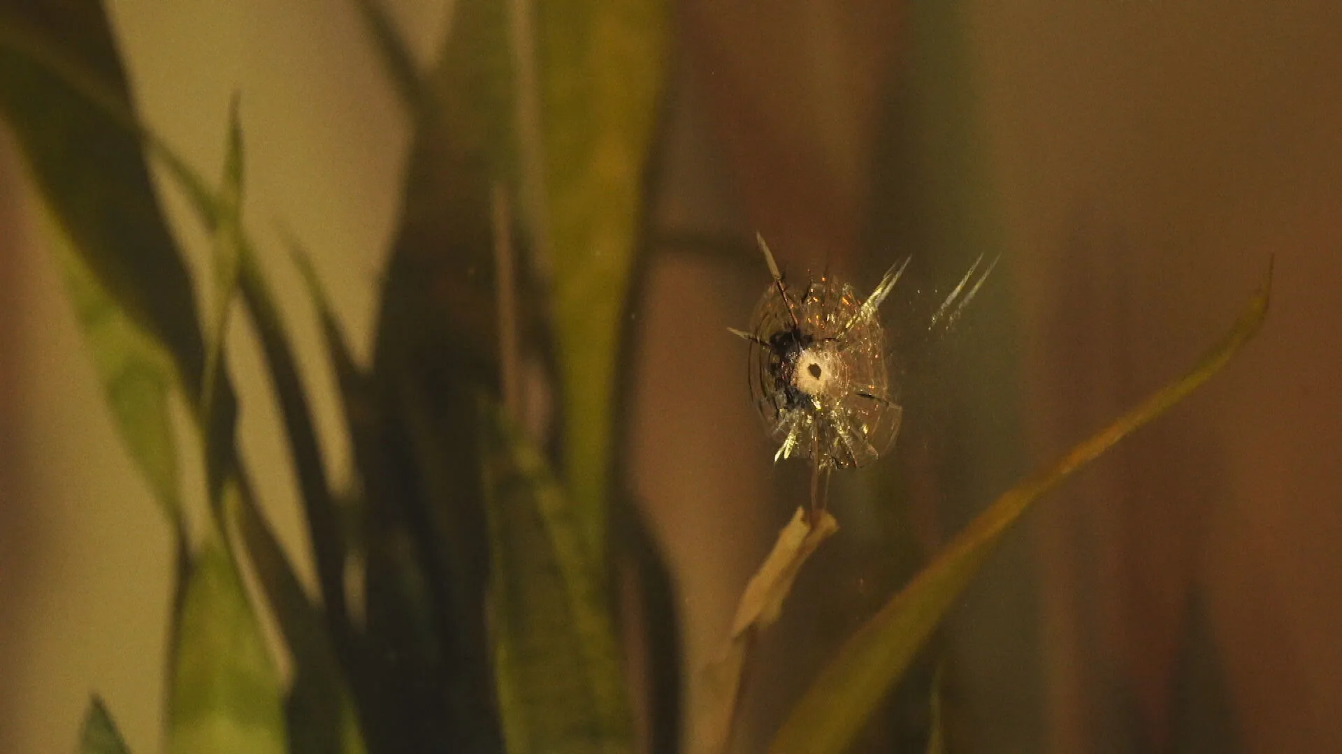 Woning in Eindhoven beschoten, bewoners niet gewond geraakt