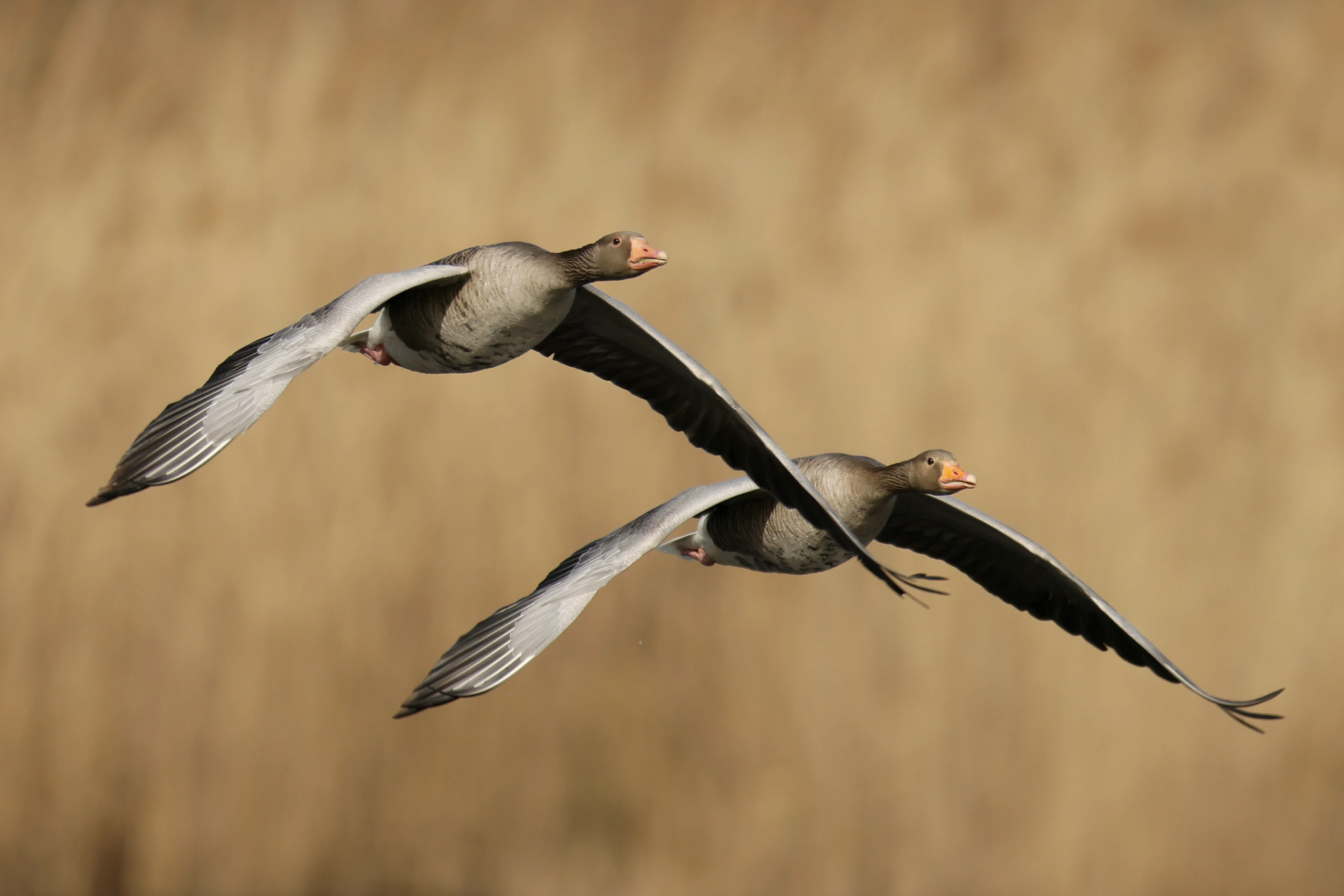 Vuurwerkknallen funest voor wilde vogels, onderzoekers pleiten voor verbod