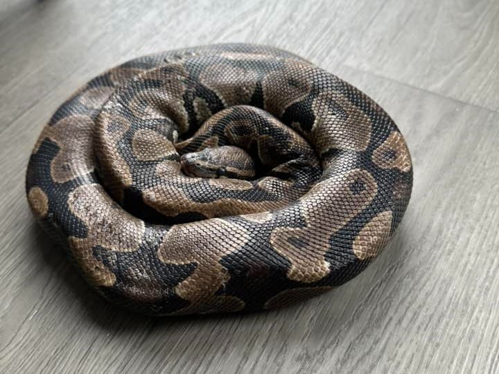 Man vindt koningspython in tweedehands bank in Borne