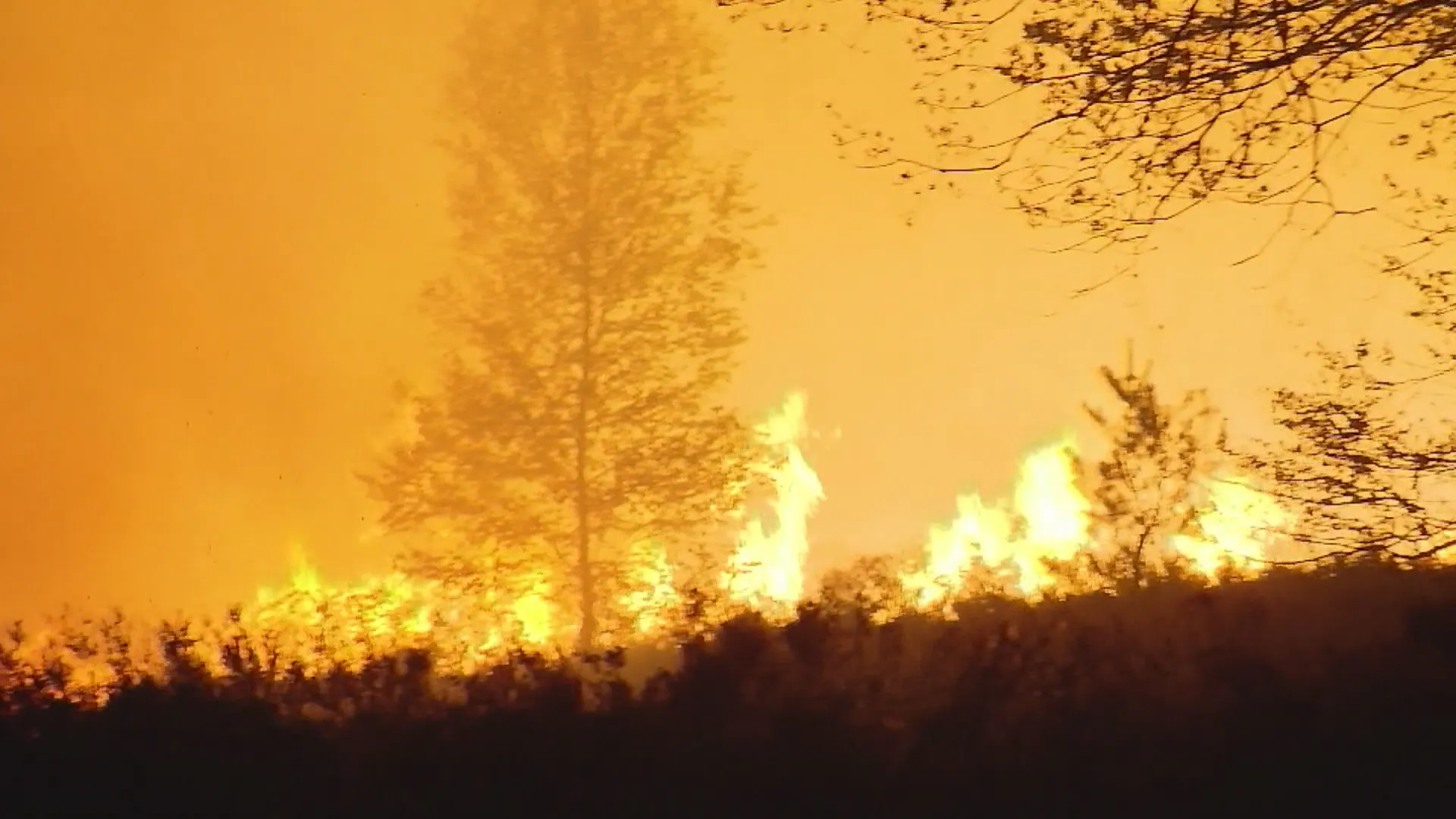 Heidebrand in Nationaal Park de Meinweg: 170 hectare bos verwoest