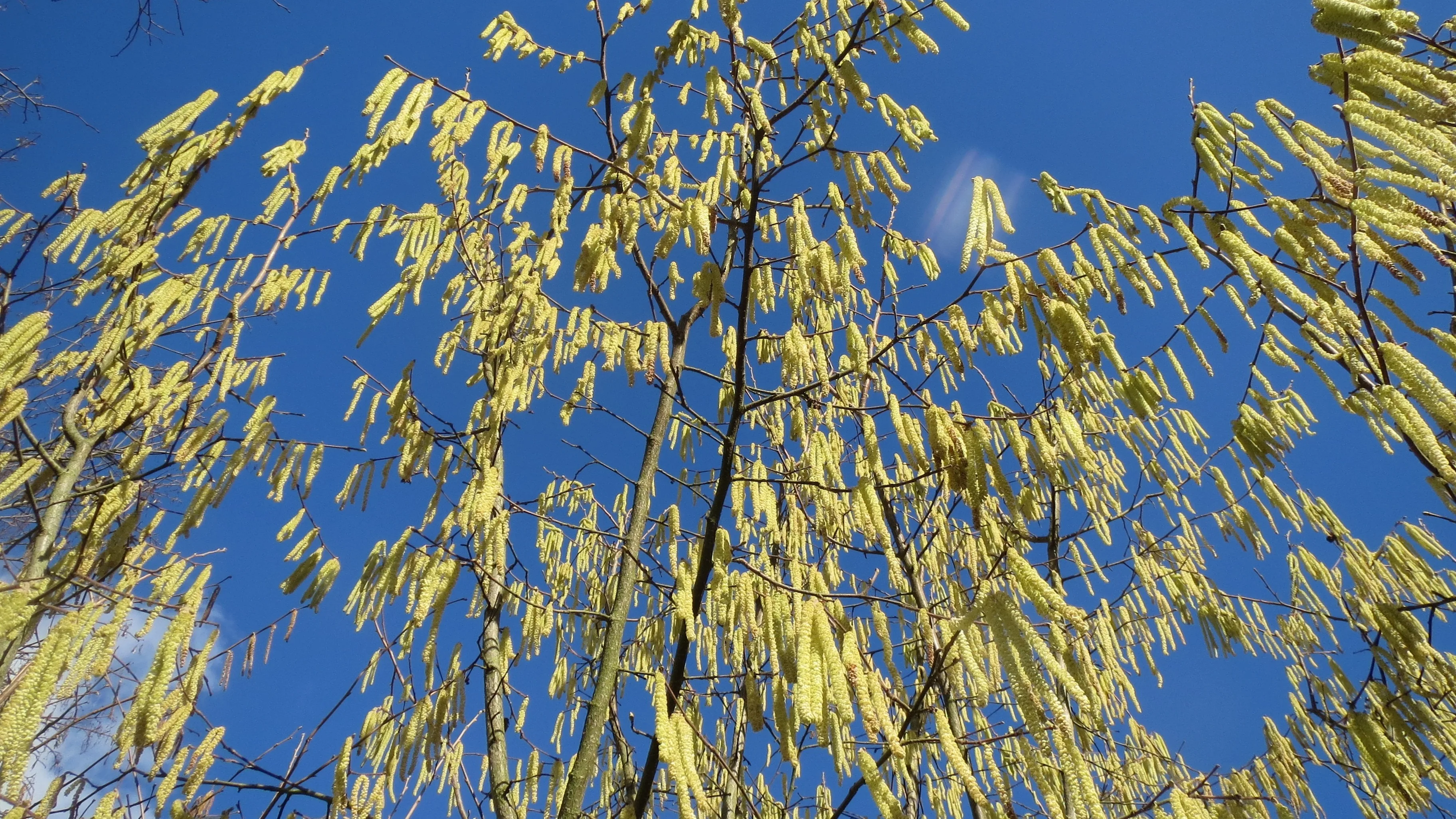 Hooikoortsseizoen is bizar vroeg begonnen: 'Totaal niet normaal'
