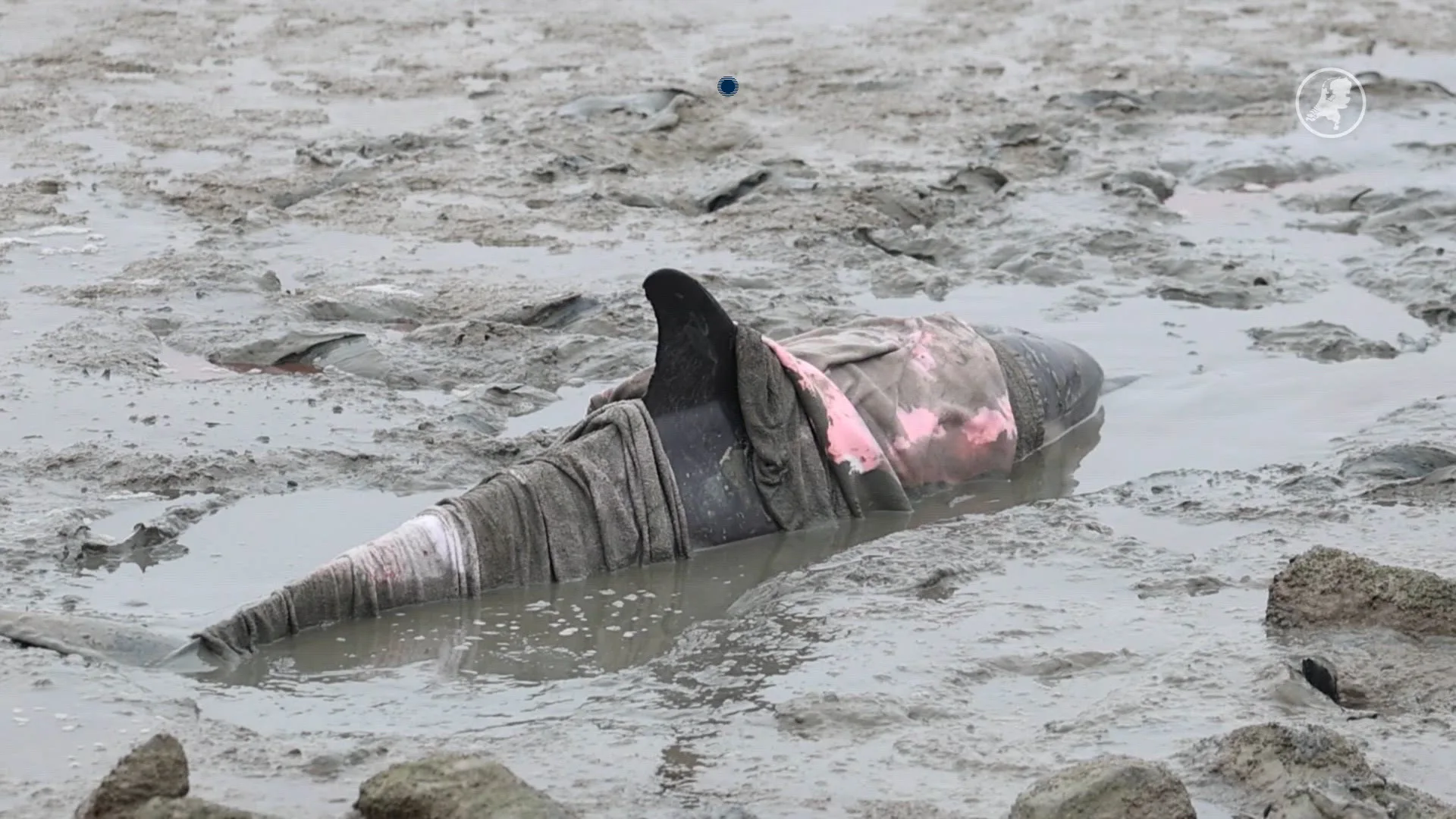 Zien: Levende dolfijn spoelt aan op het wad bij Wierum