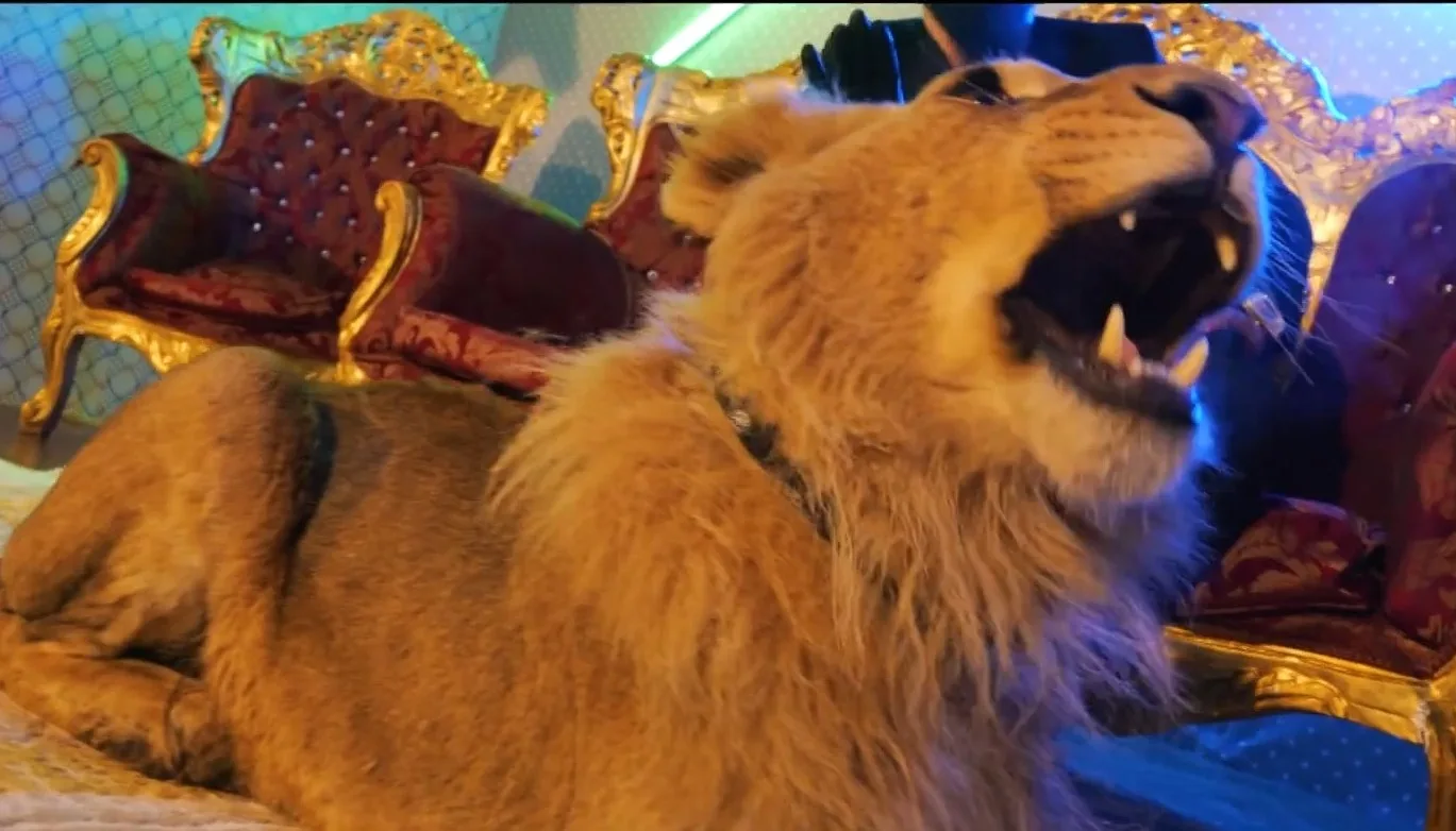 Vijf geredde leeuwen uitgezet in Zuid-Afrika na revalidatie in Friesland