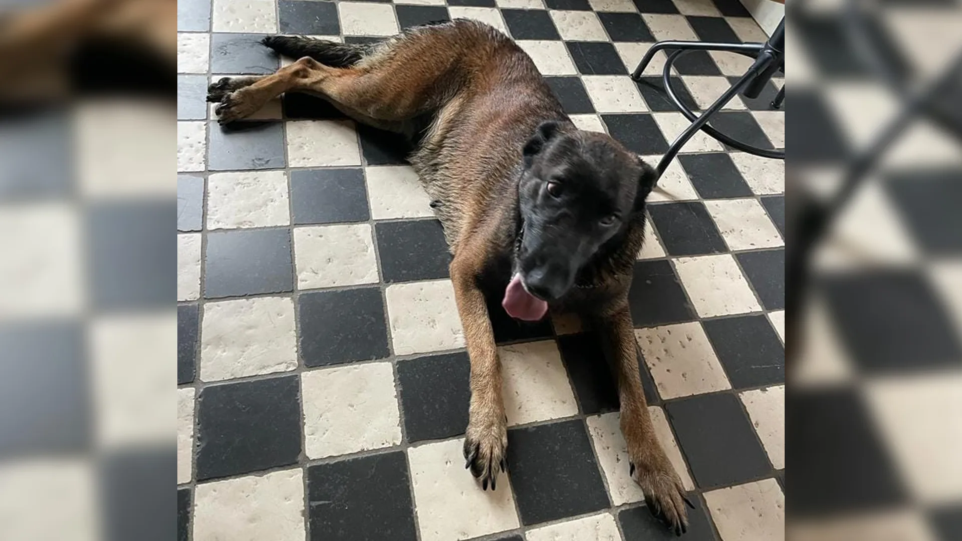 'Pup' Luca na ruim vijf jaar weer terug bij baasjes: 'Het is haar echt'