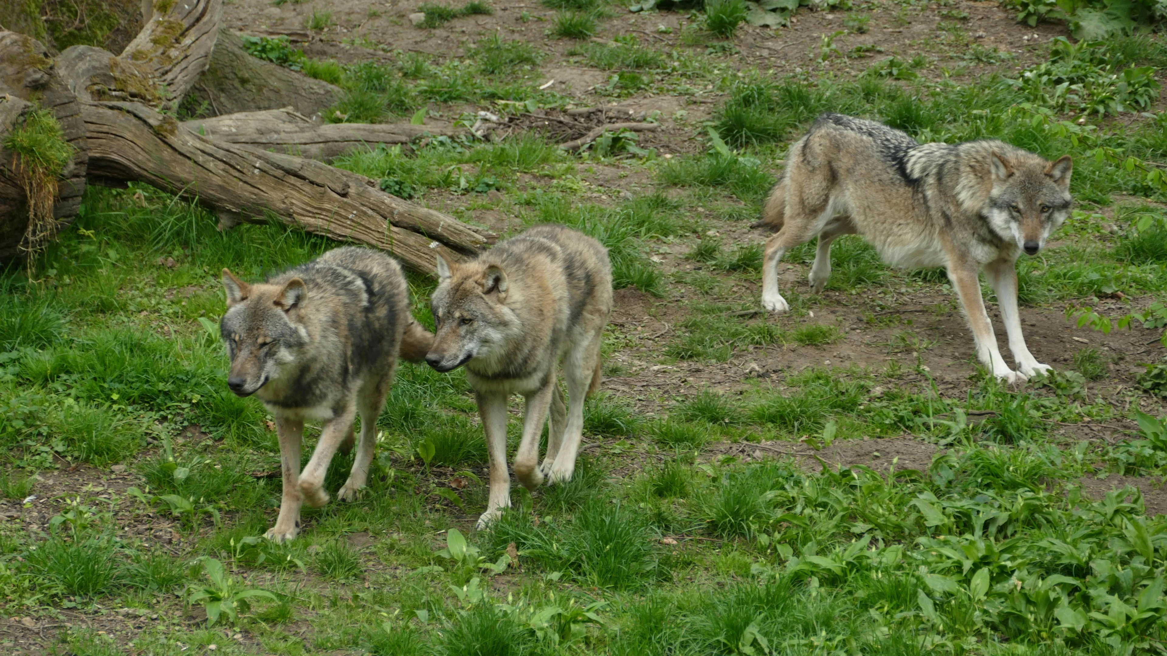 Toestemming van provincie voor vangen en zenderen wolven op Utrechtse Heuvelrug