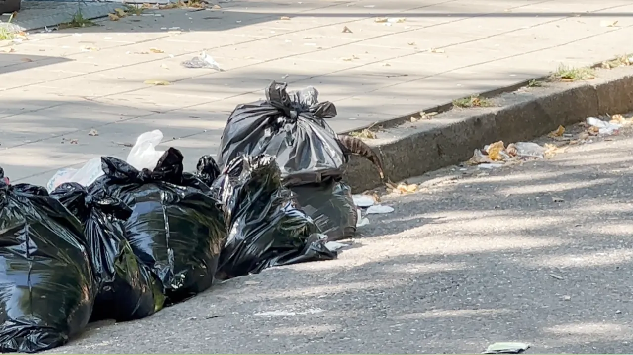 Lugubere vondst in Maastricht: vuilniszakken met in stukken gesneden schapen gedumpt