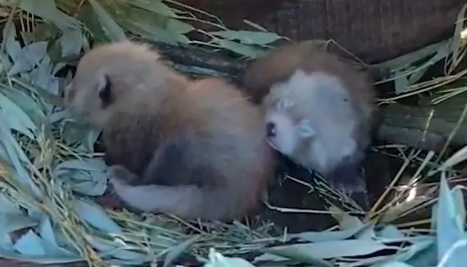 ZIEN: zeldzame rode panda's geboren in ZooParc Overloon