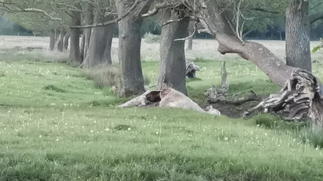 Wolf zorgt mogelijk ook voor gruwelijk tafereel in Anderen: koe compleet opengereten