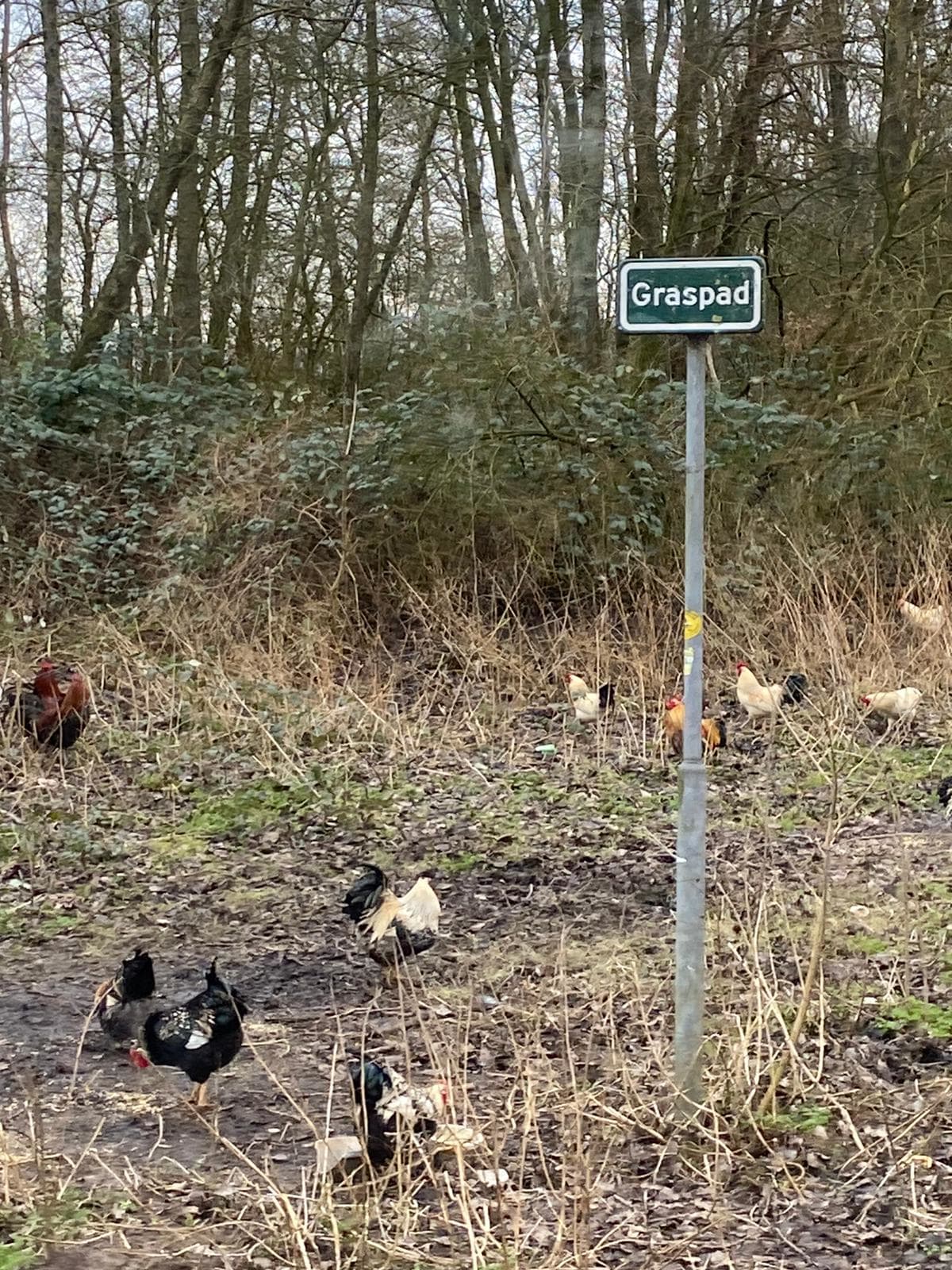 Dierenambulance luidt noodklok: 'kippenbos' loopt over van de gedumpte hanen