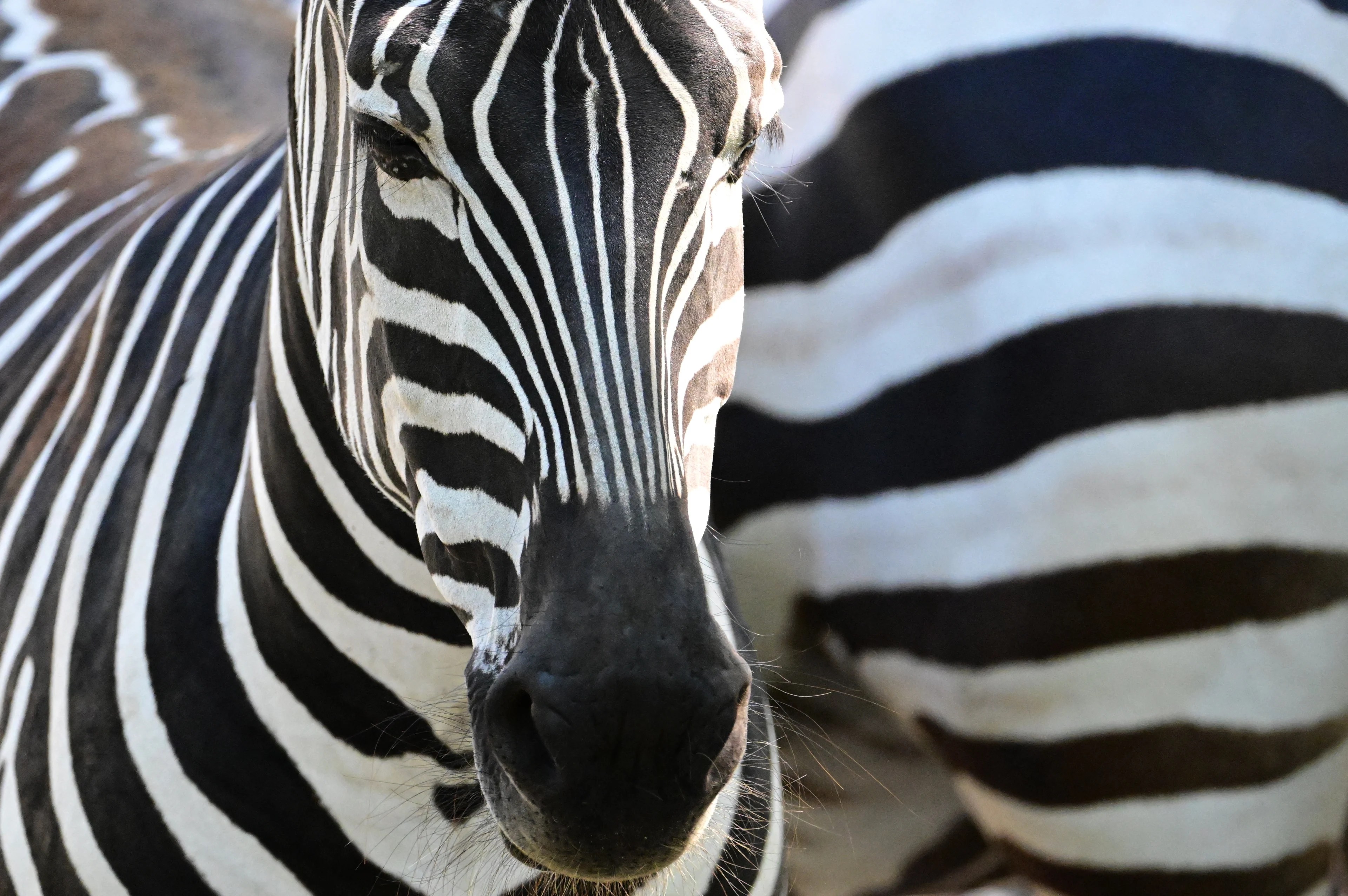 Smokkelaars nemen zebra's, apen, serval en antilope mee in bestelbusje