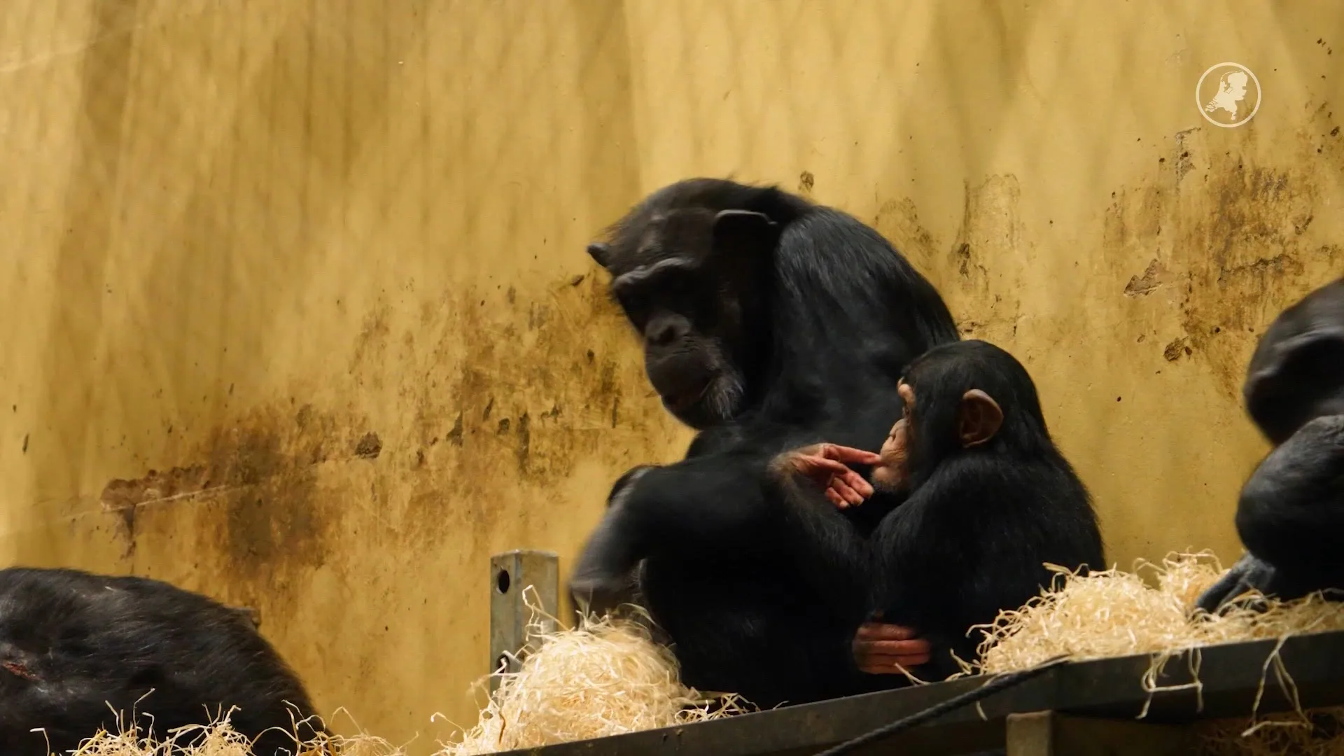 Chimpansee-mannetje geboren in Safaripark Beekse Bergen