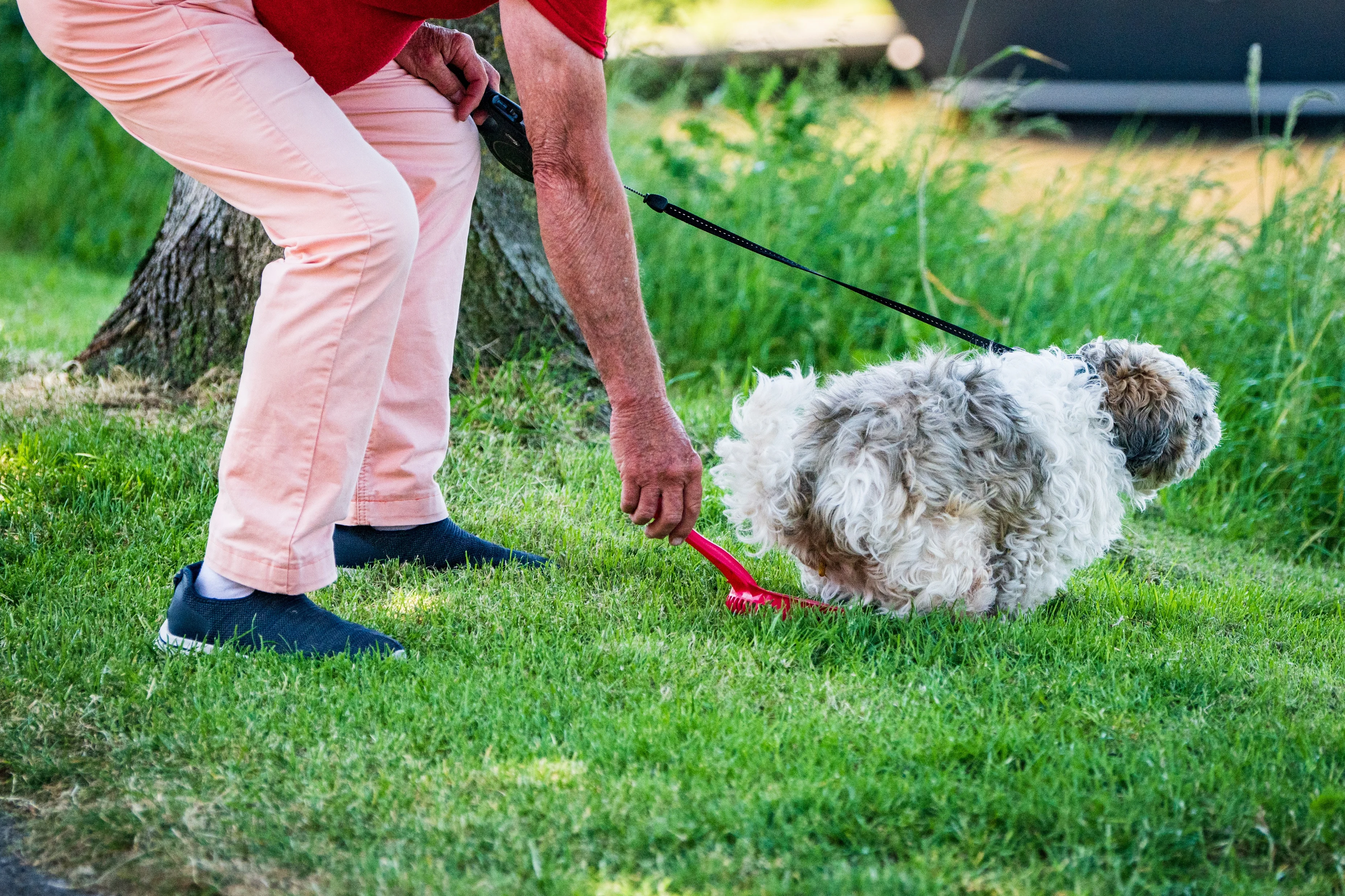 Stront aan de knikker: we storen ons massaal aan hondenpoep in de buurt