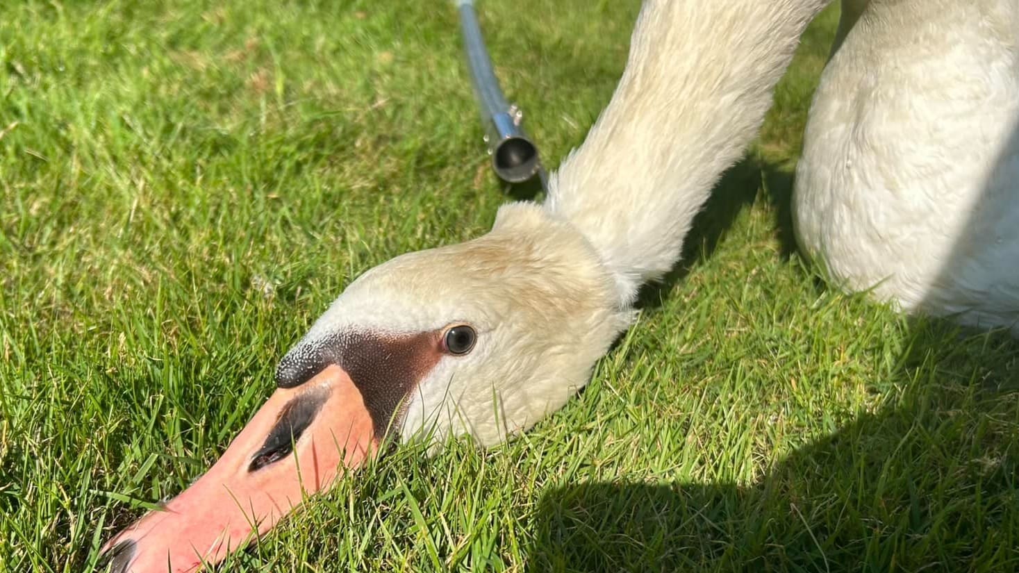 Zwaan raakt verstrikt in visdraad en haken: 'Ruim je vistuig op!'