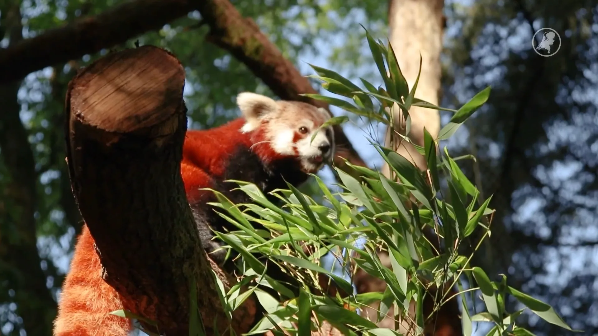 DierenPark Amersfoort verwelkomt nieuwe rode panda
