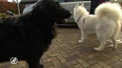 Steeds minder gemeenten heffen hondenbelasting, levert toch nog tientallen miljoenen op