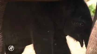 Babyolifantje zet eerste stapjes in buitenverblijf Artis