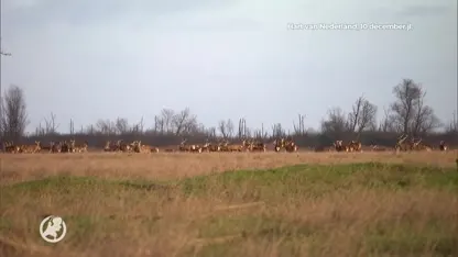 Stil protest met 1830 waxinelichtjes tegen afschot herten