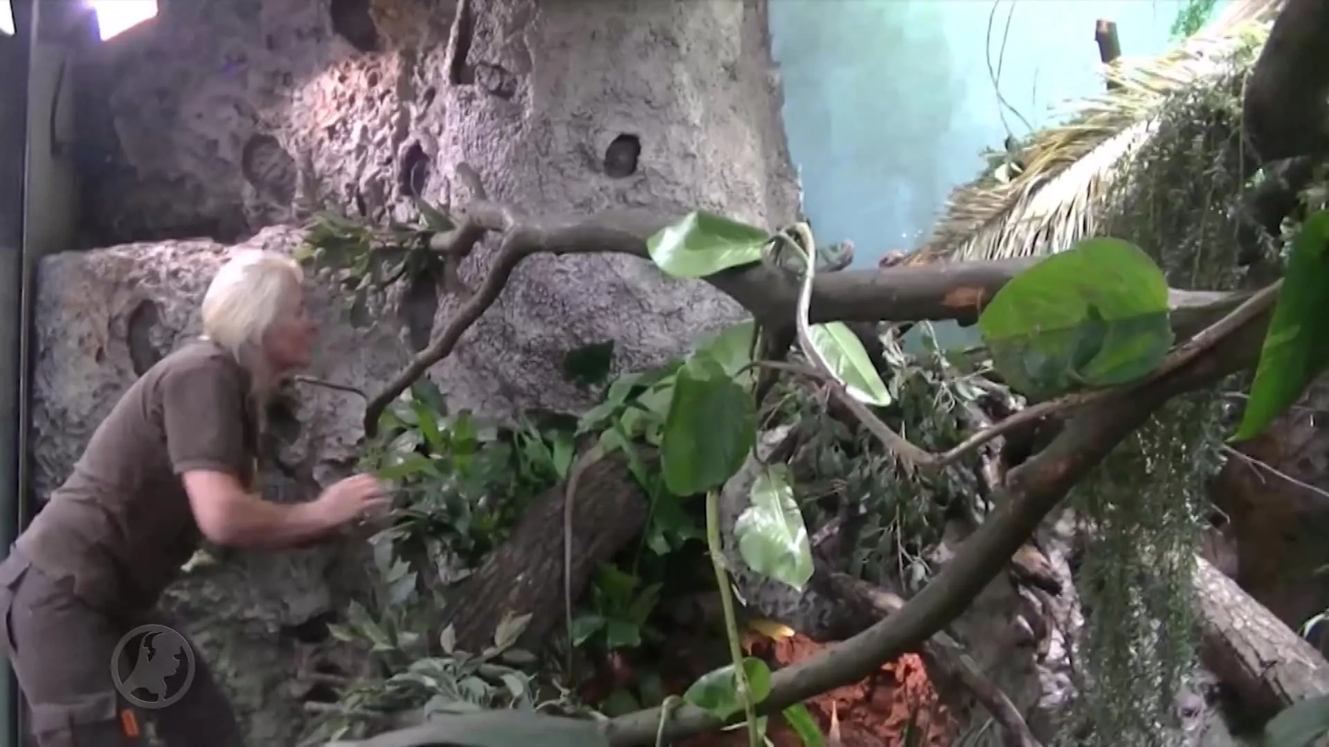 Rutte neemt vier uitstervende hagedissen mee uit Sint-Maarten