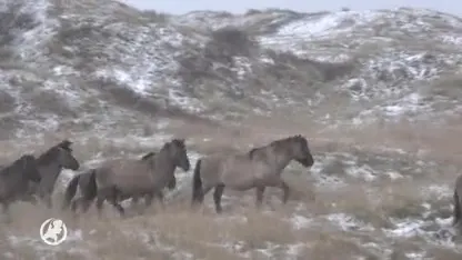 Konikpaarden Texel gered van de slacht