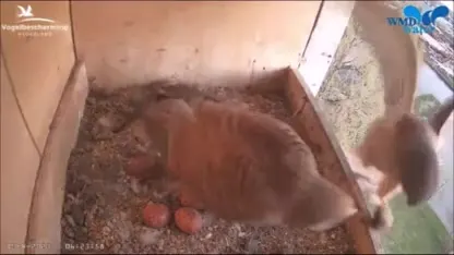 Ruim 1 miljoen Nederlanders kijken naar streams van de Vogelbescherming