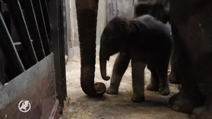 Olifantje komt in één minuut ter wereld in dierentuin Artis