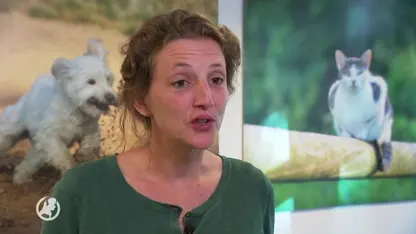 Dierenrechtenorganisaties: 'De Perzische Kortsnuit lijdt door misvormde schedel'