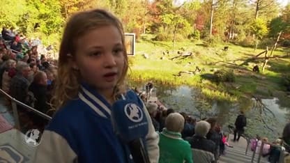 Gorillabaas Jambo zwaait af met een feestje in de Apenheul
