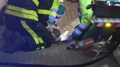 Politie pakt bewoner van appartementencomlex Breda op na brand, hond raakt gewond