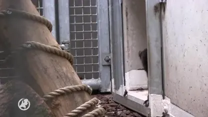 Hoge temperaturen lokken Maleise babybeertjes naar buiten