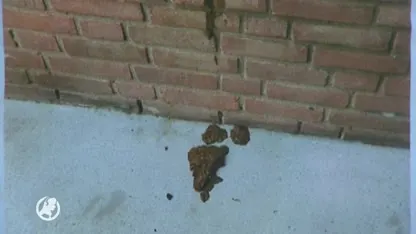 Rotterdammers in actie tegen junks in portieken