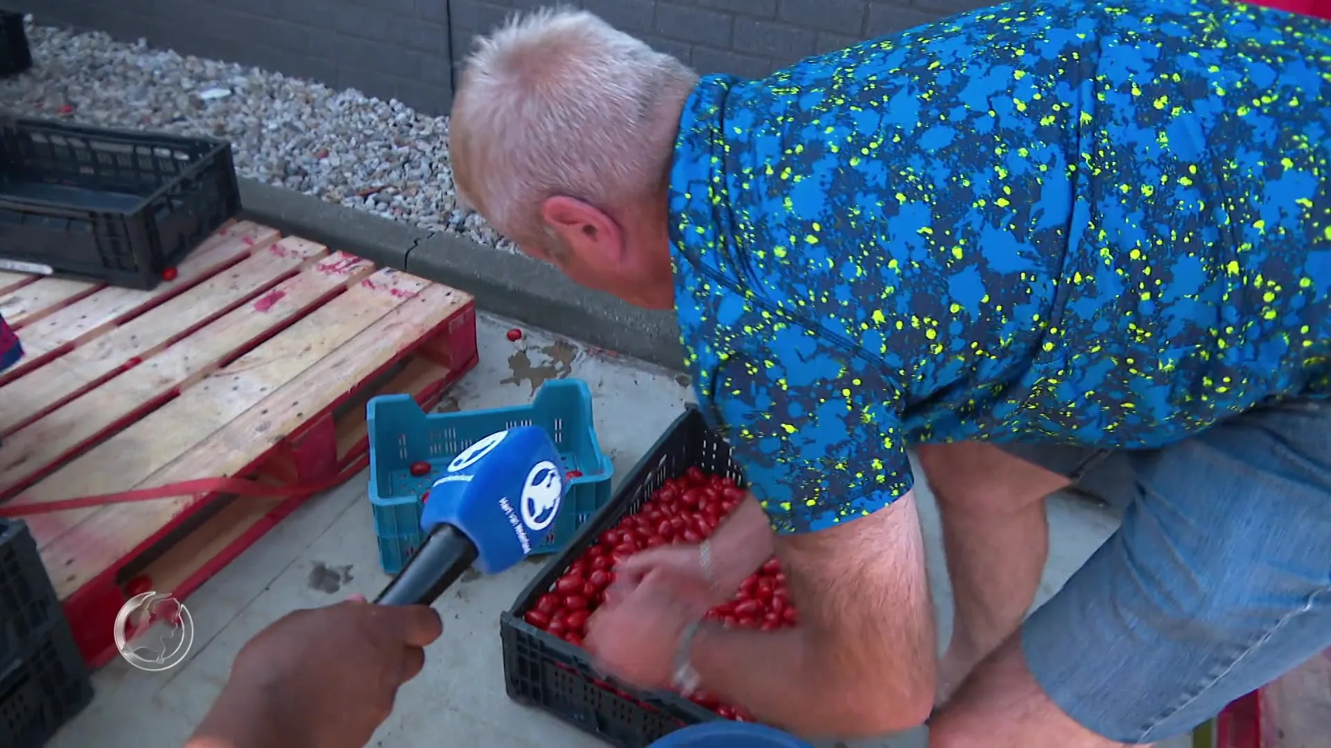 Drukte van belang bij miljoenen gratis tomaatjes in Someren