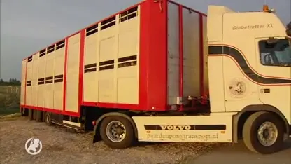 Konikpaarden uit Oostvaardersplassen op de vrachtwagen gezet: "Het ging heel voorspoedig"