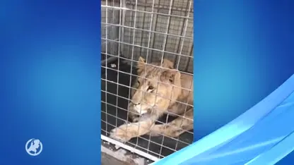 Leden Nederlandse marechaussee in Irak zamelen geld in voor operatie: Simba