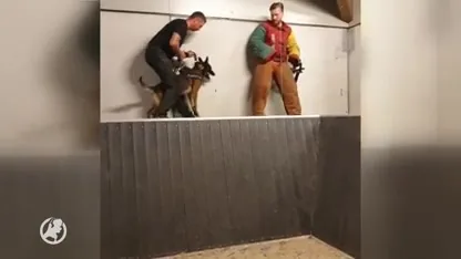 Politiehond Bumper staat op het punt(je) van slagen