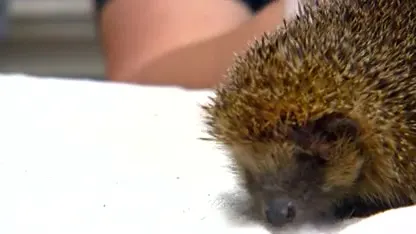 Egels gaan dood omdat opvang vol zit: 'We hebben al meer dan 150 egels moeten weigeren'