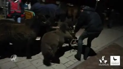 Dierenrechtenorganisaties maken schokkende beelden paardenmarkt Hedel