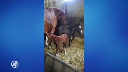 Zeldzame paardentweeling geboren