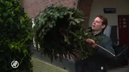 Bierbrouwer zamelt kerstbomen in voor winterbiertje van dennennaalden