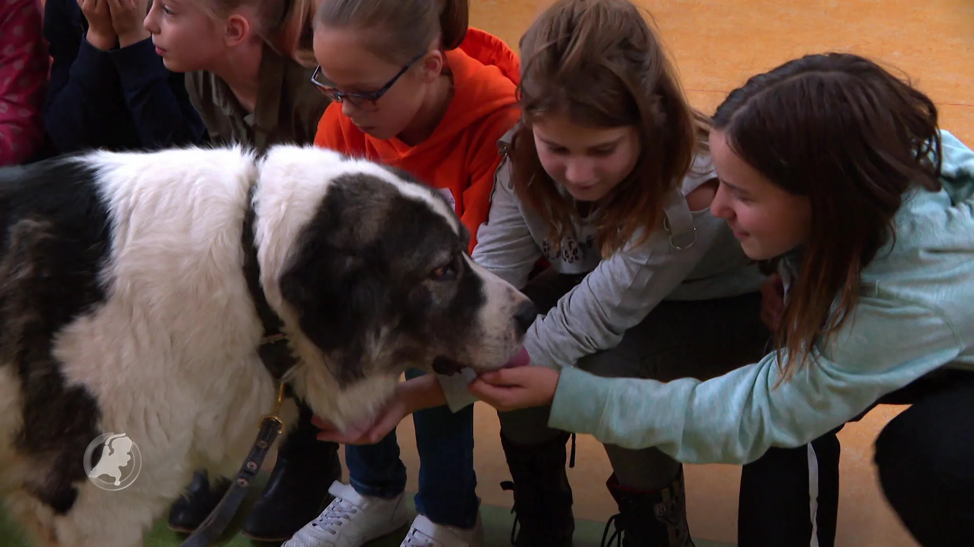 Stichting vraagt extra aandacht voor bijtincidenten met honden