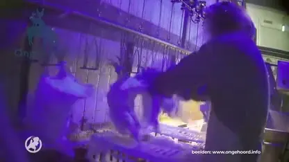 Directeur pluimvee-slachterij ontkent misstanden op beelden