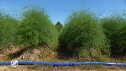 Boeren hebben last van de warmte: 'De maïs ligt er verloren bij'