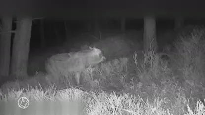 Unieke beelden: wolf verslindt prooi voor oog van wildcamera