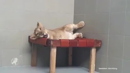 Het gaat goed met het gedumpte leeuwtje Remy