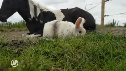 Te schattig: paard en konijn zijn beste vriendjes