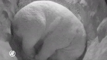 IJsbeertweeling geboren in Ouwehands Dierenpark Rhenen