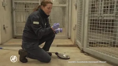 Wéér geen pandababy in Ouwehands, nieuwe paringspoging mislukt